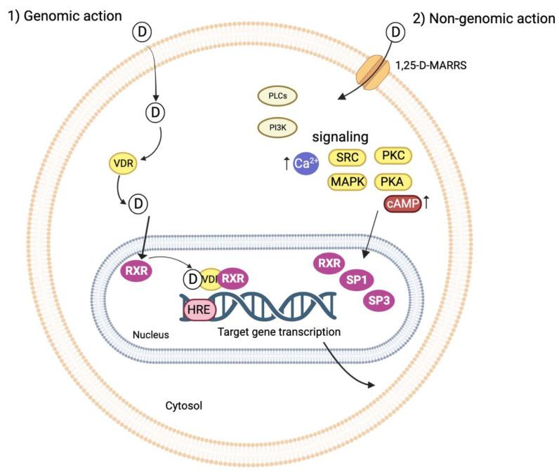 https://cdn.ncbi.nlm.nih.gov/pmc/blobs/f8ba/10003079/fe489dcea4eb/ijms-24-04679-g003.jpg