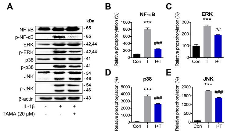 https://cdn.ncbi.nlm.nih.gov/pmc/blobs/f8c4/11505541/2582a8bd7f2b/antioxidants-13-01166-g005.jpg