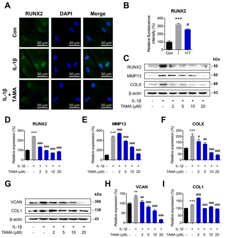 https://cdn.ncbi.nlm.nih.gov/pmc/blobs/f8c4/11505541/5cd763a67f9d/antioxidants-13-01166-g003.jpg