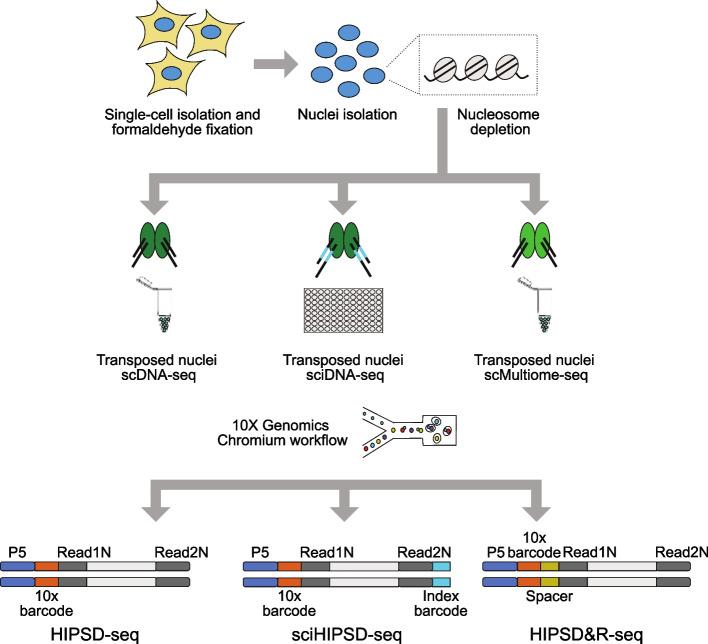 https://cdn.ncbi.nlm.nih.gov/pmc/blobs/f8c4/11657747/3fdd0f01d3ff/13059_2024_3450_Fig1_HTML.jpg