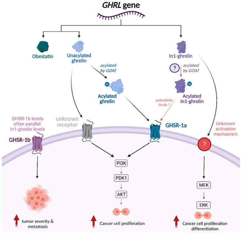 https://cdn.ncbi.nlm.nih.gov/pmc/blobs/f8c8/9032665/46a3b198d0f0/biomolecules-12-00483-g002.jpg