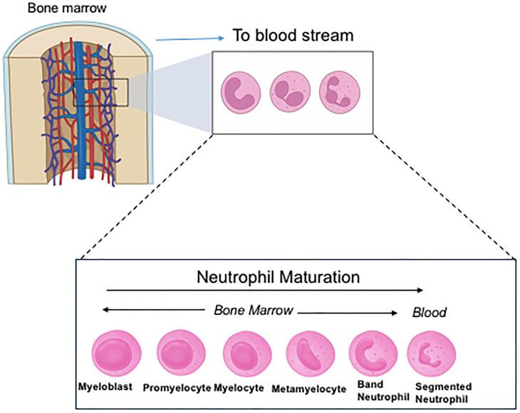 https://cdn.ncbi.nlm.nih.gov/pmc/blobs/f8cc/11913667/10cdd64cdfc4/fimmu-16-1556992-g002.jpg
