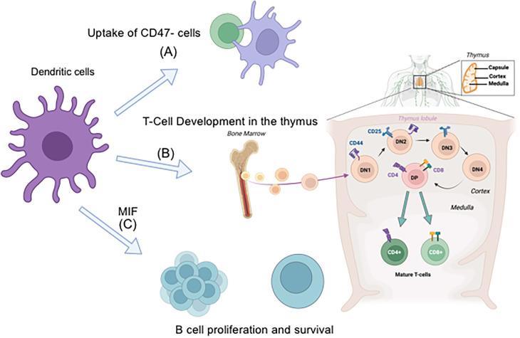 https://cdn.ncbi.nlm.nih.gov/pmc/blobs/f8cc/11913667/c9af15708ecd/fimmu-16-1556992-g003.jpg