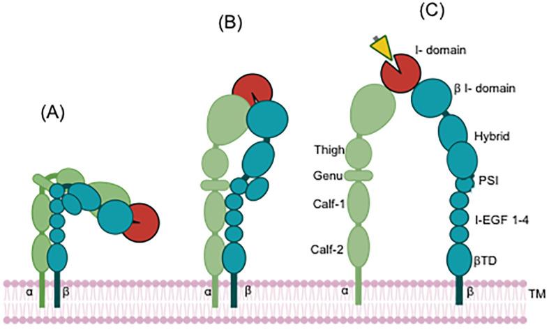 https://cdn.ncbi.nlm.nih.gov/pmc/blobs/f8cc/11913667/e4e4361f1099/fimmu-16-1556992-g001.jpg