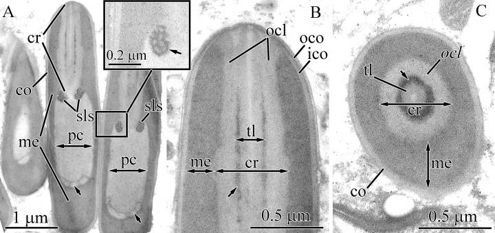 https://cdn.ncbi.nlm.nih.gov/pmc/blobs/f8cc/7897414/15fd978b7cd8/peerj-09-10912-g012.jpg