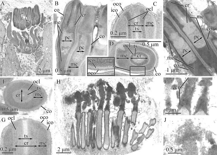 https://cdn.ncbi.nlm.nih.gov/pmc/blobs/f8cc/7897414/6b849b7e072e/peerj-09-10912-g014.jpg