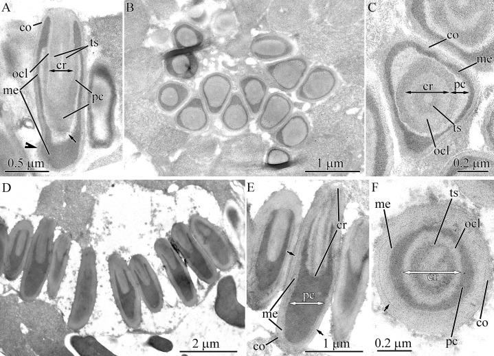 https://cdn.ncbi.nlm.nih.gov/pmc/blobs/f8cc/7897414/8c47d90185a9/peerj-09-10912-g018.jpg