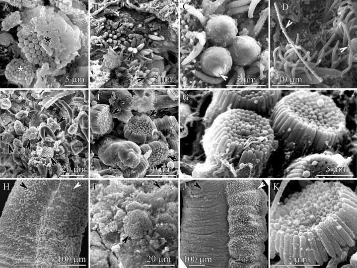 https://cdn.ncbi.nlm.nih.gov/pmc/blobs/f8cc/7897414/94d77acb8acc/peerj-09-10912-g002.jpg