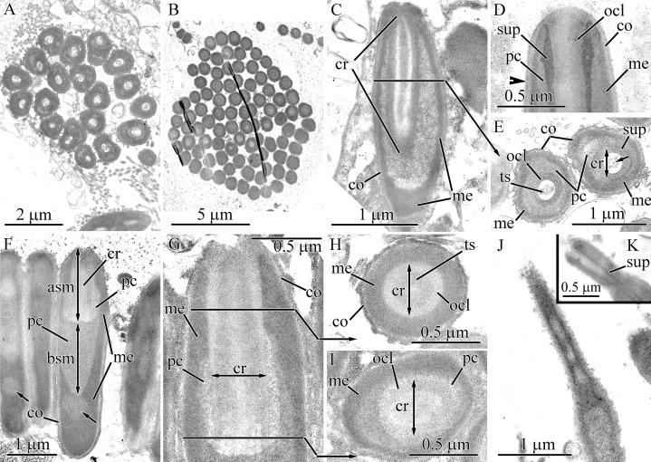 https://cdn.ncbi.nlm.nih.gov/pmc/blobs/f8cc/7897414/d2a291072532/peerj-09-10912-g017.jpg