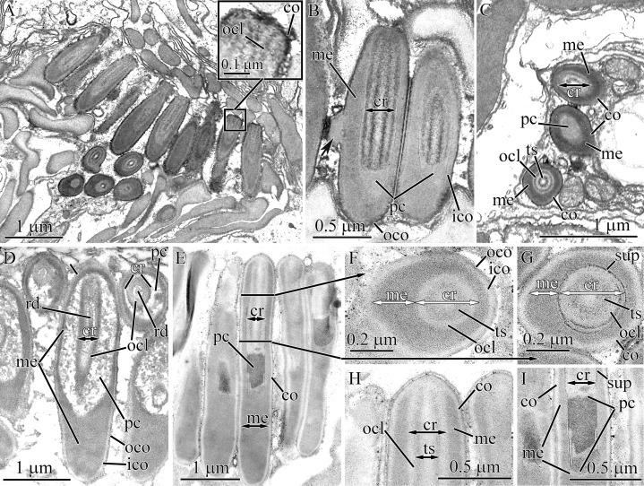 https://cdn.ncbi.nlm.nih.gov/pmc/blobs/f8cc/7897414/ff6c0b8d96ed/peerj-09-10912-g019.jpg