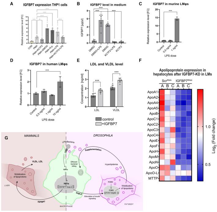 https://cdn.ncbi.nlm.nih.gov/pmc/blobs/f8d0/10690471/8ba4b86b08ff/EMBJ-42-e114086-g004.jpg