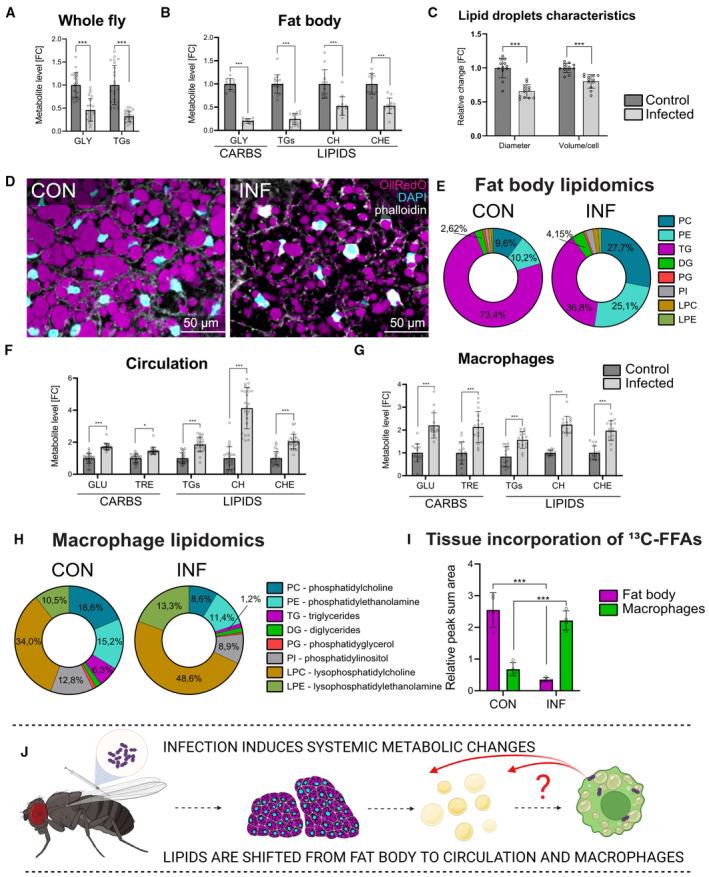 https://cdn.ncbi.nlm.nih.gov/pmc/blobs/f8d0/10690471/b23984f529cf/EMBJ-42-e114086-g006.jpg