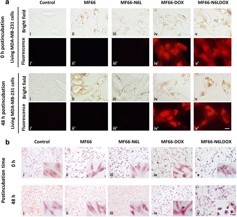 https://cdn.ncbi.nlm.nih.gov/pmc/blobs/f8d1/4451751/a4f6c7b71f79/13058_2015_576_Fig5_HTML.jpg