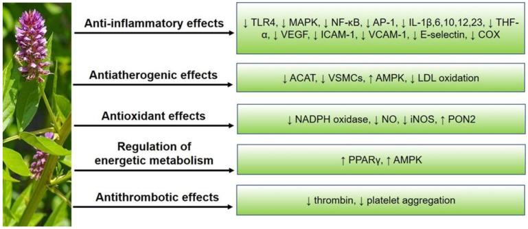 https://cdn.ncbi.nlm.nih.gov/pmc/blobs/f8d8/9332620/c40eeb37118e/molecules-27-04697-g001.jpg