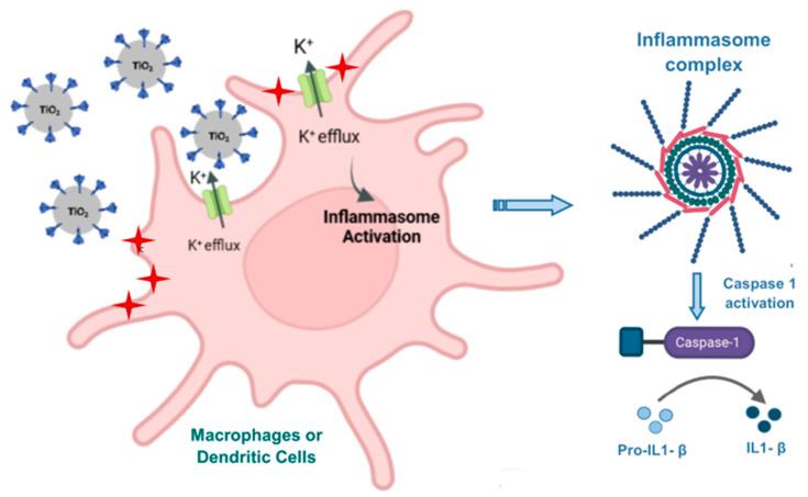 https://cdn.ncbi.nlm.nih.gov/pmc/blobs/f8e0/10222518/ed3973e325b2/pharmaceutics-15-01346-g004.jpg