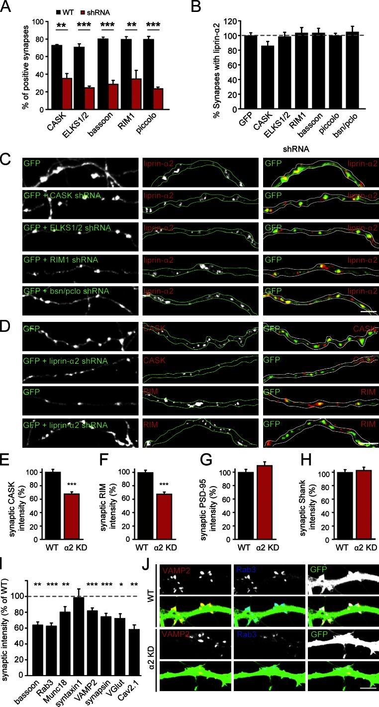 https://cdn.ncbi.nlm.nih.gov/pmc/blobs/f8e4/3678157/17641276d625/JCB_201301011_Fig6.jpg