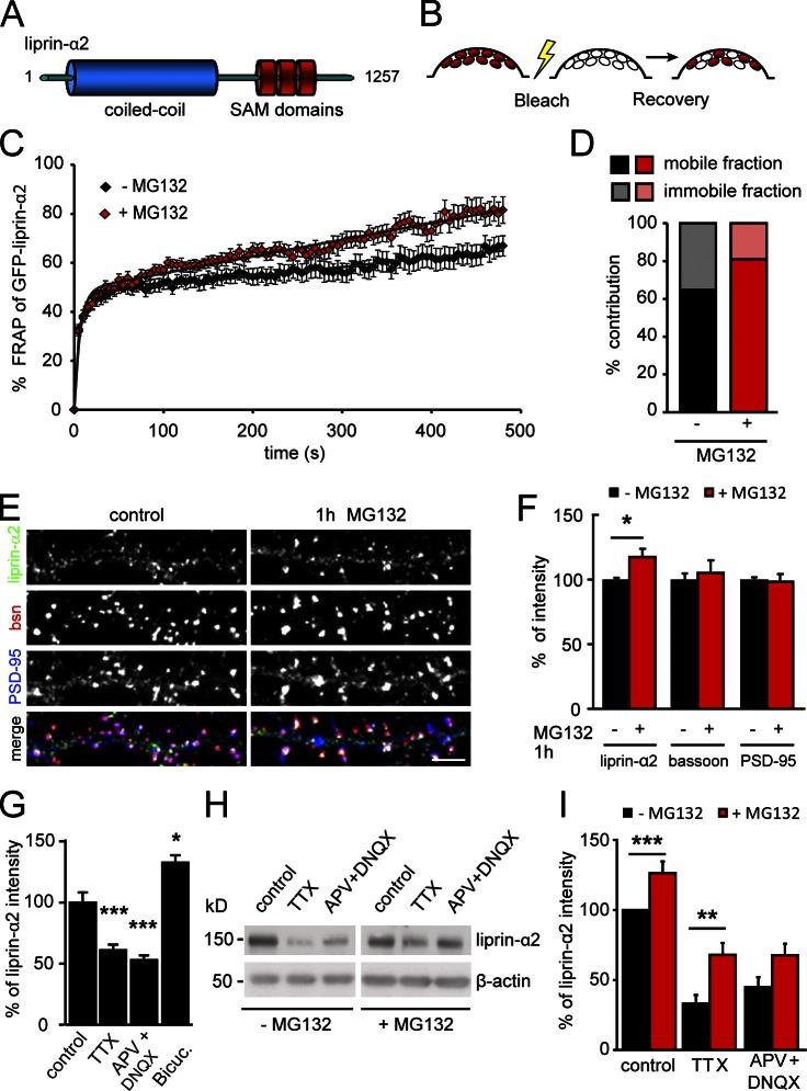 https://cdn.ncbi.nlm.nih.gov/pmc/blobs/f8e4/3678157/4880ef275e4e/JCB_201301011_Fig1.jpg