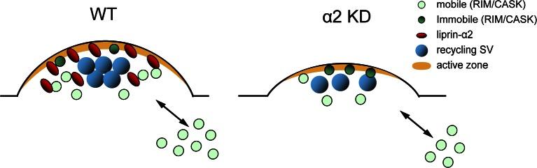 https://cdn.ncbi.nlm.nih.gov/pmc/blobs/f8e4/3678157/6eafa84894ee/JCB_201301011_Fig9.jpg