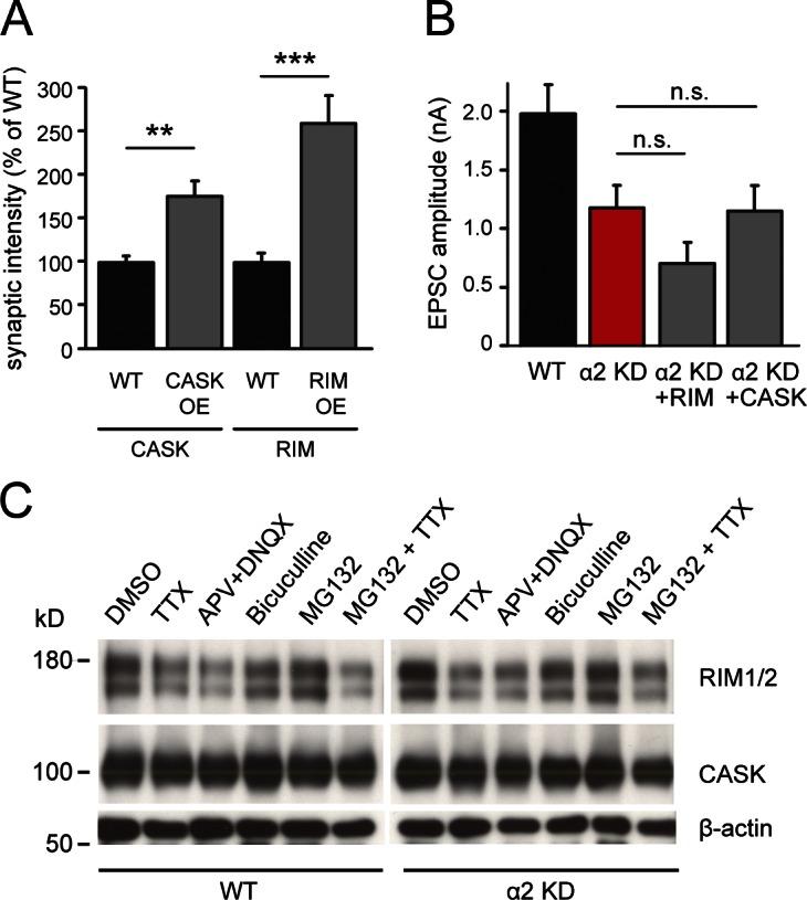 https://cdn.ncbi.nlm.nih.gov/pmc/blobs/f8e4/3678157/710345c7a8c9/JCB_201301011_Fig7.jpg