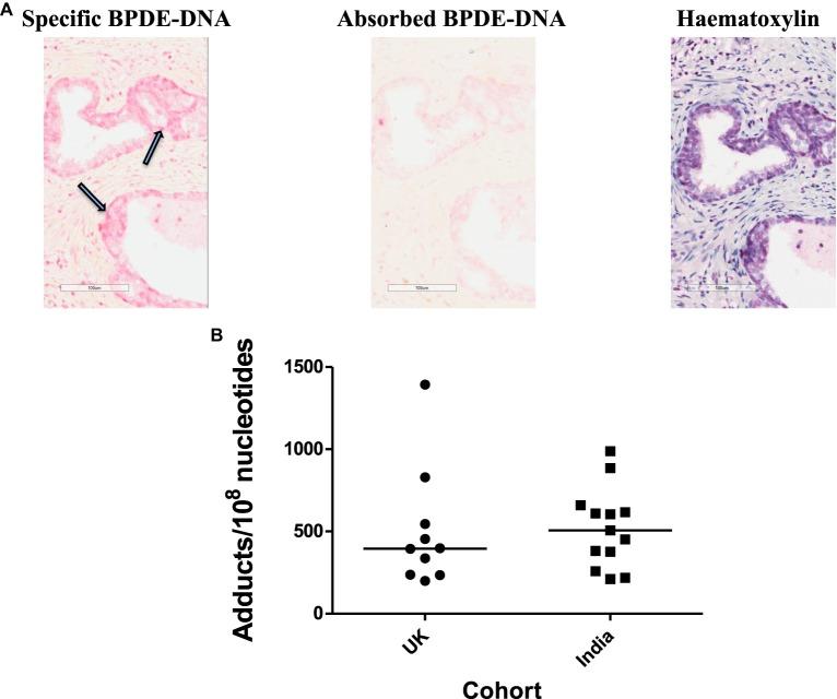 https://cdn.ncbi.nlm.nih.gov/pmc/blobs/f8e4/6195640/e5b50f1e23d5/BST-46-1213-g0002.jpg