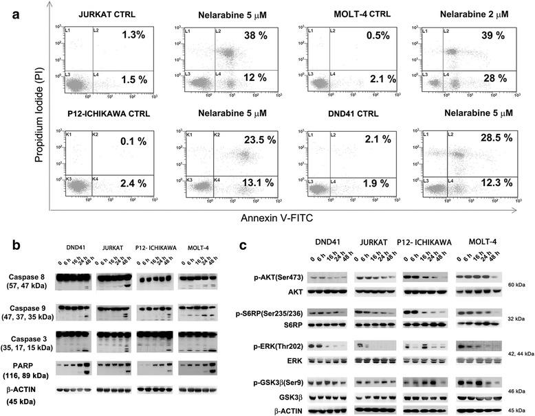 https://cdn.ncbi.nlm.nih.gov/pmc/blobs/f8e9/5075755/e104d8fe08d7/13045_2016_344_Fig2_HTML.jpg