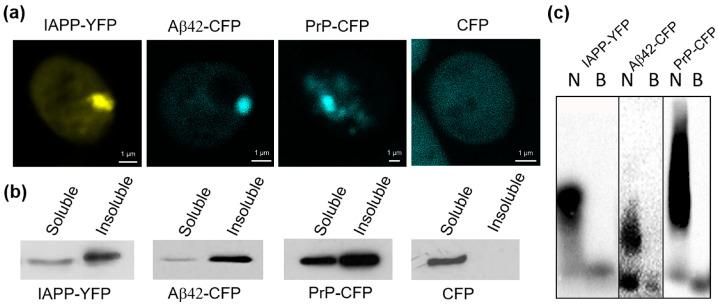 https://cdn.ncbi.nlm.nih.gov/pmc/blobs/f8ea/10531723/8b78083857c0/ijms-24-14122-g001.jpg