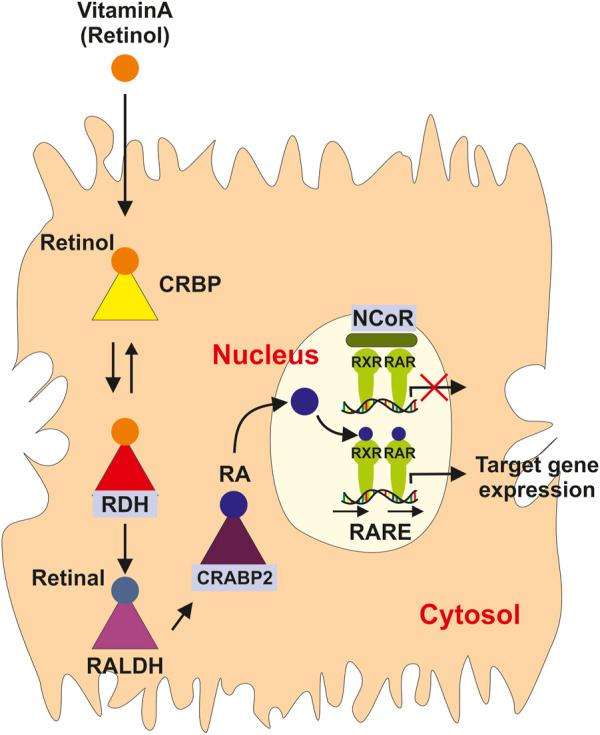 https://cdn.ncbi.nlm.nih.gov/pmc/blobs/f8ee/10239981/a740e391898a/fphar-14-1186336-g003.jpg