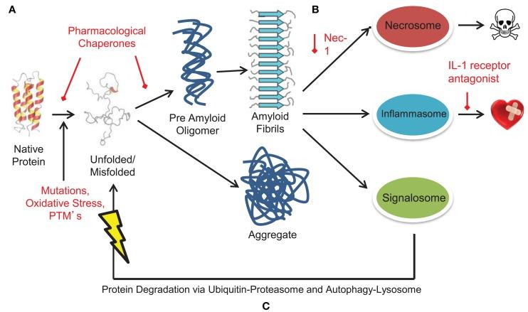 https://cdn.ncbi.nlm.nih.gov/pmc/blobs/f8ee/4671334/c590001e9a93/fcvm-02-00025-g005.jpg