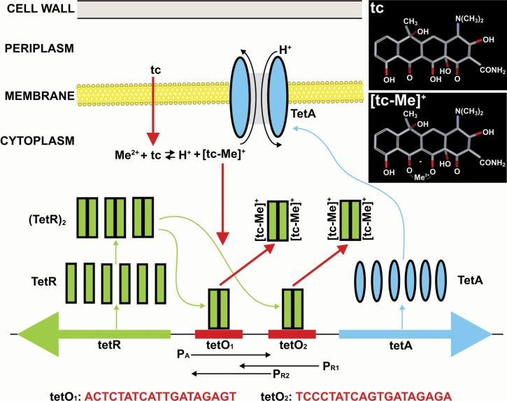 https://cdn.ncbi.nlm.nih.gov/pmc/blobs/f8f1/3634622/963e8c6d71e9/tog-2-2007-017f1.jpg