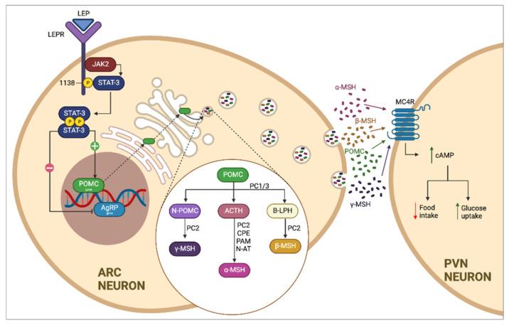 https://cdn.ncbi.nlm.nih.gov/pmc/blobs/f8f3/9222344/fa57bb6ccdfd/genes-13-00945-g001.jpg