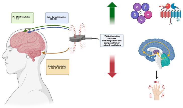 https://cdn.ncbi.nlm.nih.gov/pmc/blobs/f8f7/11587431/c2d568b20829/neurosci-05-00038-g002.jpg