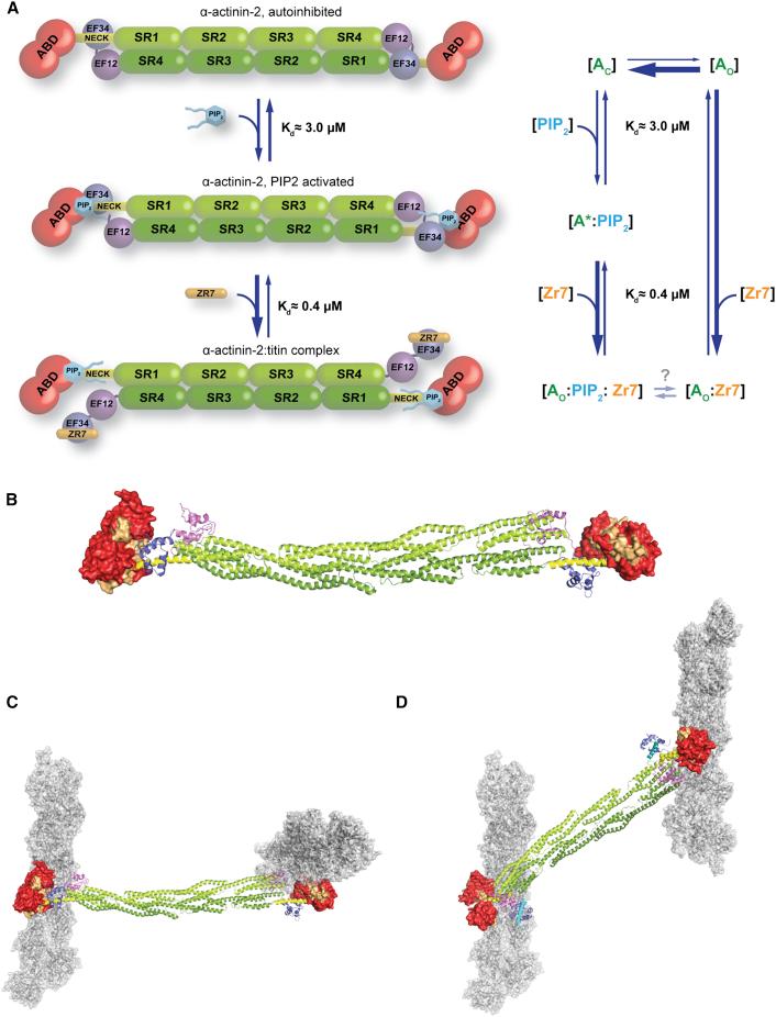 https://cdn.ncbi.nlm.nih.gov/pmc/blobs/f8fe/4259493/94cf6e2eb5bc/gr7.jpg