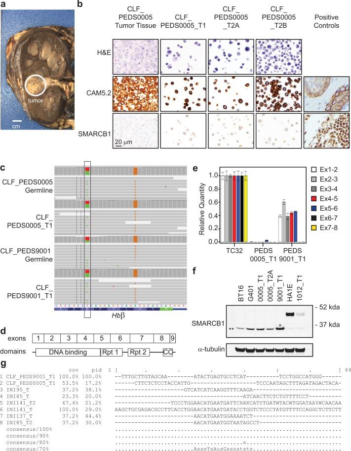 https://cdn.ncbi.nlm.nih.gov/pmc/blobs/f900/6436895/7877400b4f91/elife-44161-fig1-figsupp1.jpg