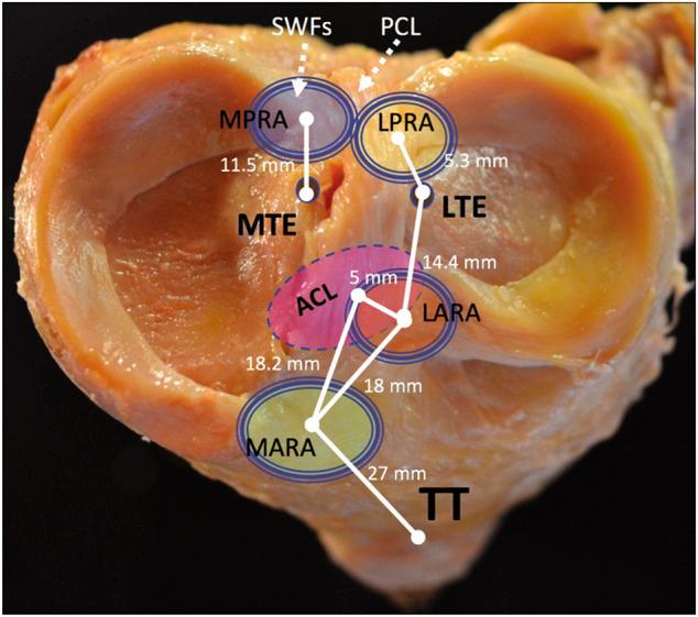 https://cdn.ncbi.nlm.nih.gov/pmc/blobs/f900/8495066/4c439748ce49/fbioe-09-744065-g013.jpg