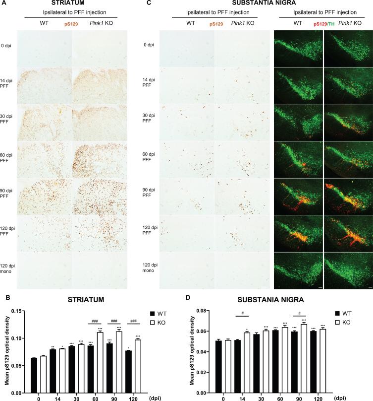 https://cdn.ncbi.nlm.nih.gov/pmc/blobs/f900/9198758/174f0042786a/jpd-12-jpd213065-g002.jpg