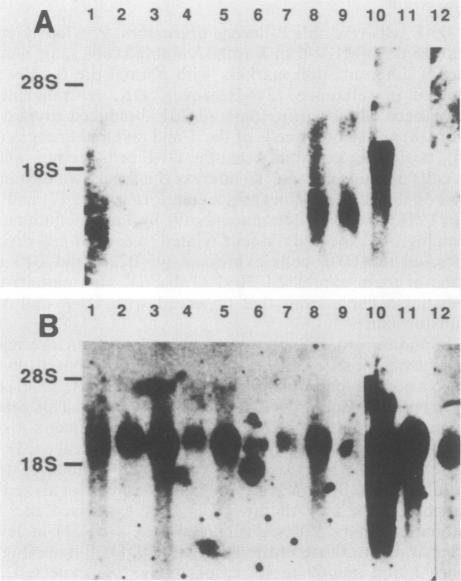 https://cdn.ncbi.nlm.nih.gov/pmc/blobs/f903/365624/79437c9146ba/molcellb00072-0172-b.jpg