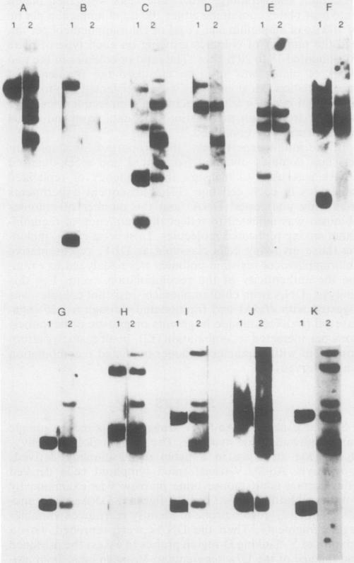 https://cdn.ncbi.nlm.nih.gov/pmc/blobs/f903/365624/e81b41dd2f0d/molcellb00072-0170-b.jpg