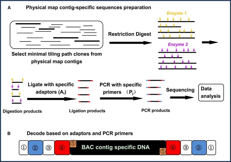 https://cdn.ncbi.nlm.nih.gov/pmc/blobs/f907/4105628/b7df322ef300/fgene-05-00243-g001.jpg