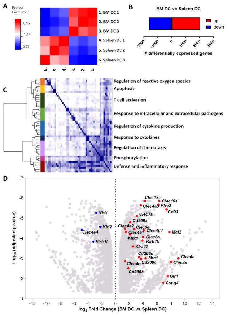 https://cdn.ncbi.nlm.nih.gov/pmc/blobs/f907/8750392/b310d232e67b/cells-11-00055-g002.jpg