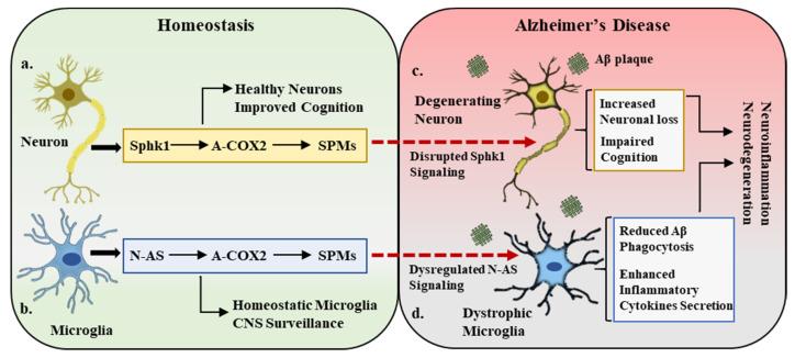 https://cdn.ncbi.nlm.nih.gov/pmc/blobs/f912/8303517/72dbcdae9187/ijms-22-07353-g002.jpg