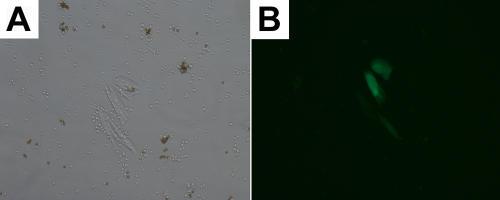 https://cdn.ncbi.nlm.nih.gov/pmc/blobs/f913/2263013/468db4d7b528/mv-v14-50-f2.jpg