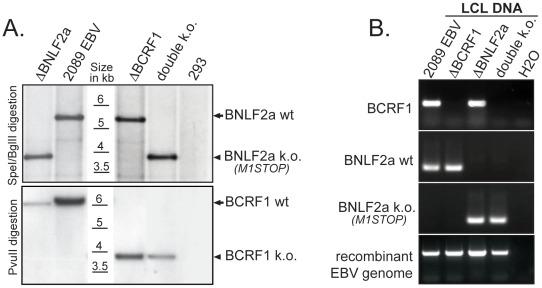 https://cdn.ncbi.nlm.nih.gov/pmc/blobs/f914/3355093/7e005cb75c45/ppat.1002704.g001.jpg