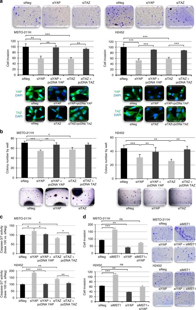 https://cdn.ncbi.nlm.nih.gov/pmc/blobs/f914/6461894/7c3f13475b37/41416_2019_379_Fig6_HTML.jpg