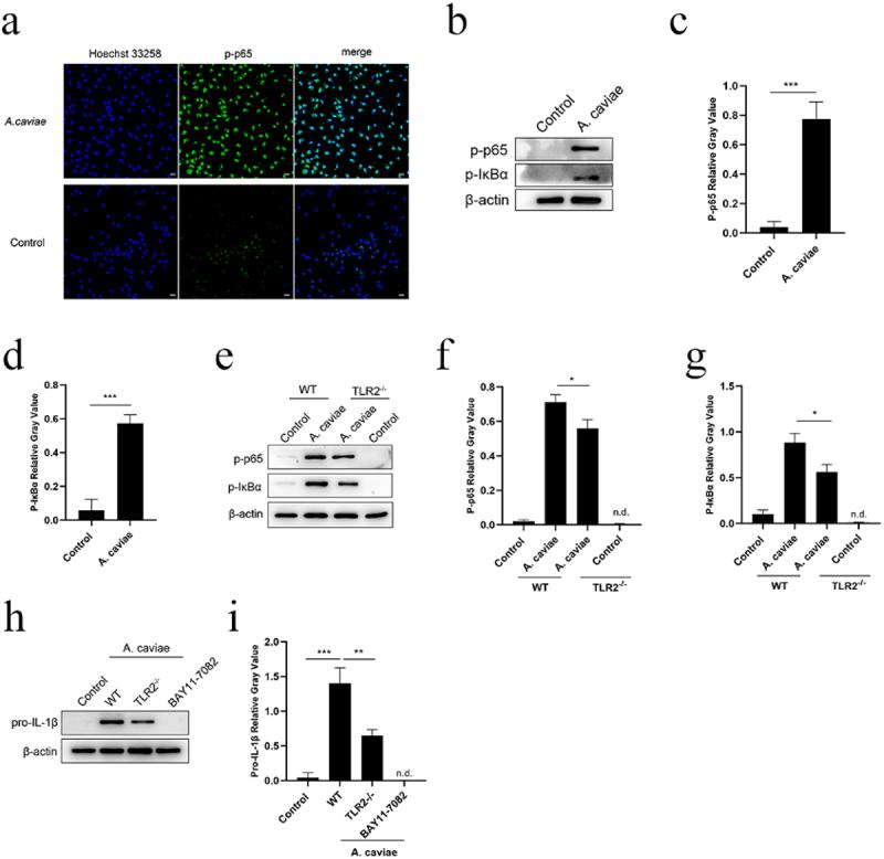 https://cdn.ncbi.nlm.nih.gov/pmc/blobs/f915/9450903/5098d86ece3e/KVIR_A_2116169_F0006_OC.jpg