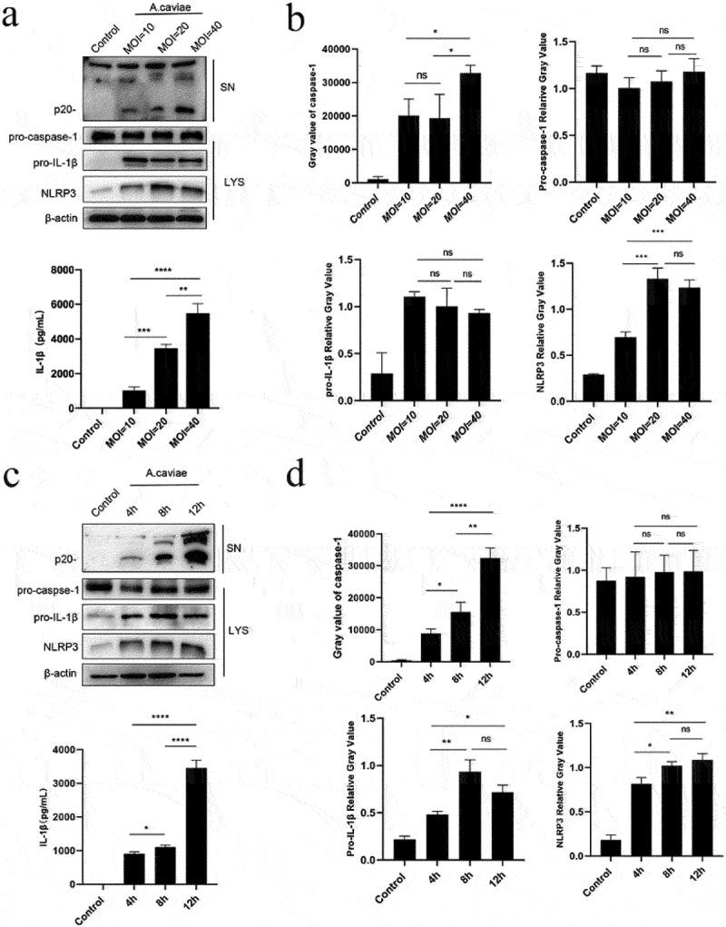 https://cdn.ncbi.nlm.nih.gov/pmc/blobs/f915/9450903/66cac2714426/KVIR_A_2116169_F0003_B.jpg