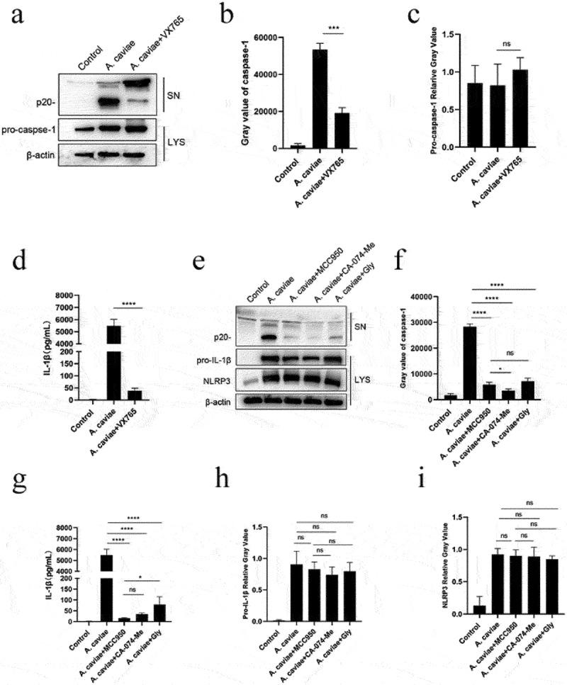 https://cdn.ncbi.nlm.nih.gov/pmc/blobs/f915/9450903/8c06cd884c6b/KVIR_A_2116169_F0004_B.jpg