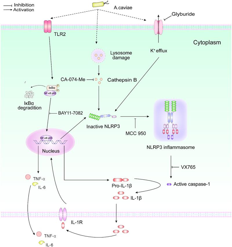 https://cdn.ncbi.nlm.nih.gov/pmc/blobs/f915/9450903/f65cc9c52a55/KVIR_A_2116169_F0008_OC.jpg