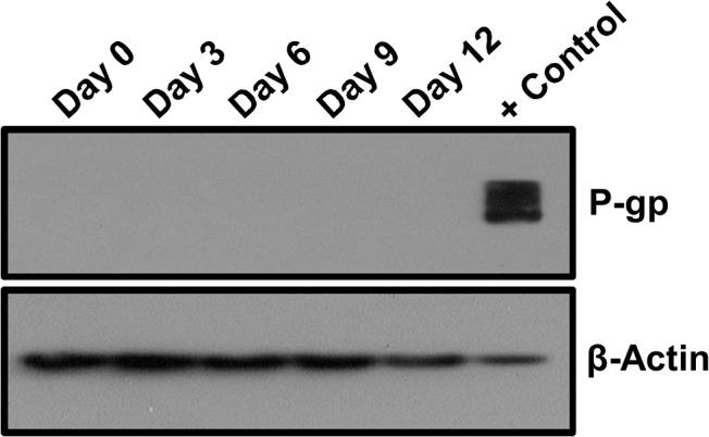 https://cdn.ncbi.nlm.nih.gov/pmc/blobs/f920/4452335/a949e926ac65/pone.0128511.g005.jpg