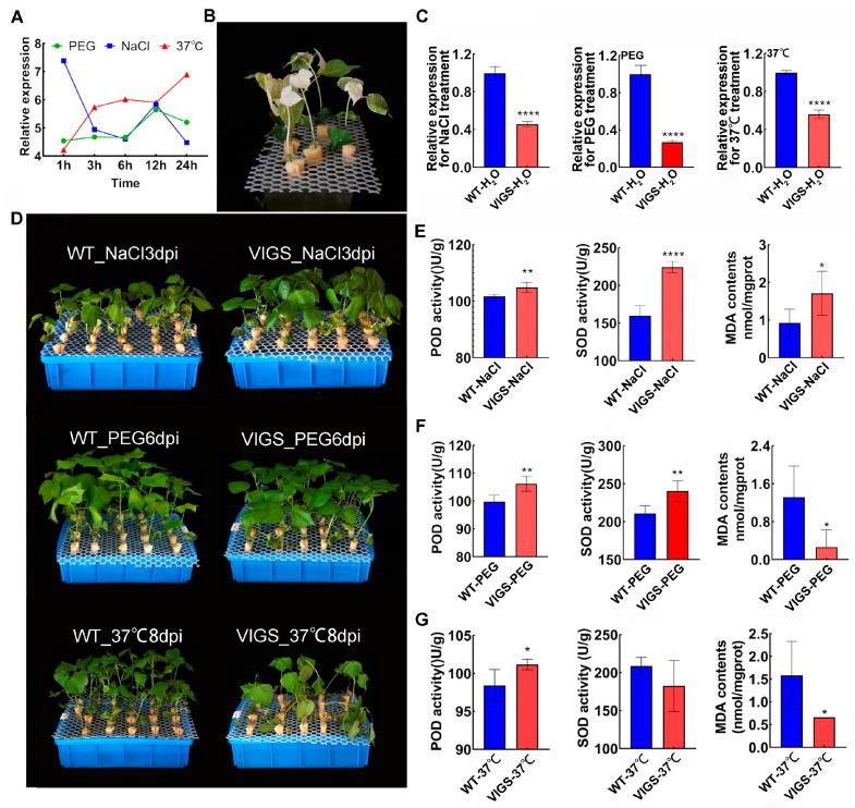 https://cdn.ncbi.nlm.nih.gov/pmc/blobs/f926/11243875/115e0a2bfa4a/plants-13-01831-g005.jpg