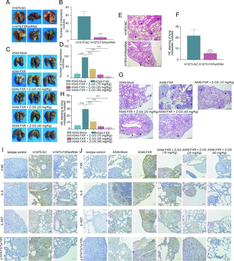 https://cdn.ncbi.nlm.nih.gov/pmc/blobs/f929/10869786/5ecf01a261b4/41419_2024_6495_Fig5_HTML.jpg